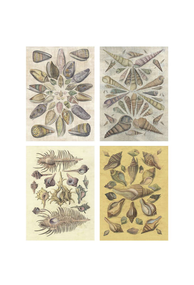 Grand Shells | The Mural Source by Paul Montgomery