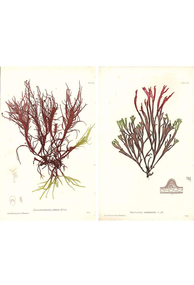 Seaweed | The Mural Source by Paul Montgomery