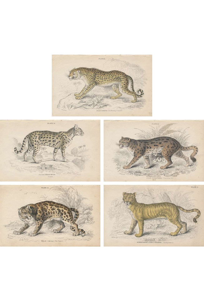Cats | The Mural Source by Paul Montgomery