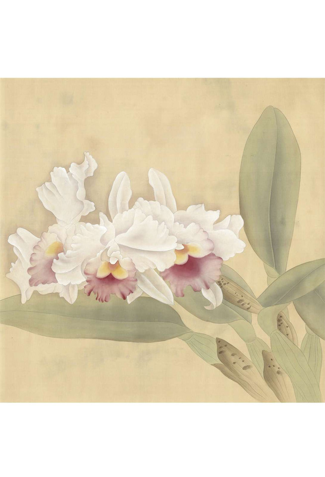 Cattleya | The Mural Source by Paul Montgomery