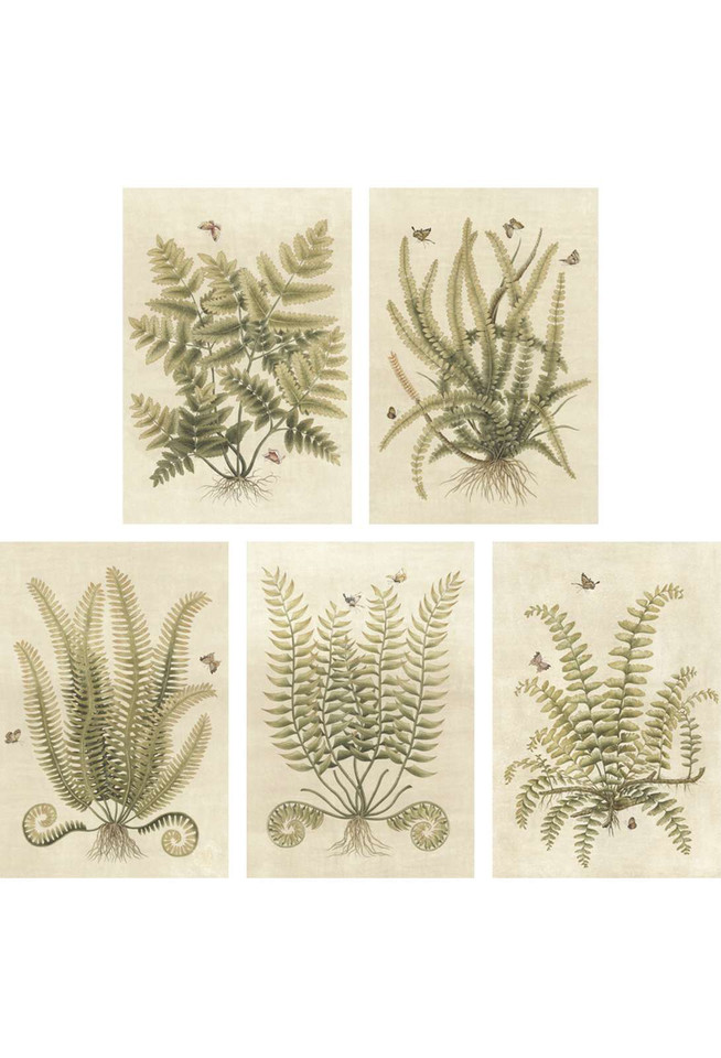 Ferns | The Mural Source by Paul Montgomery