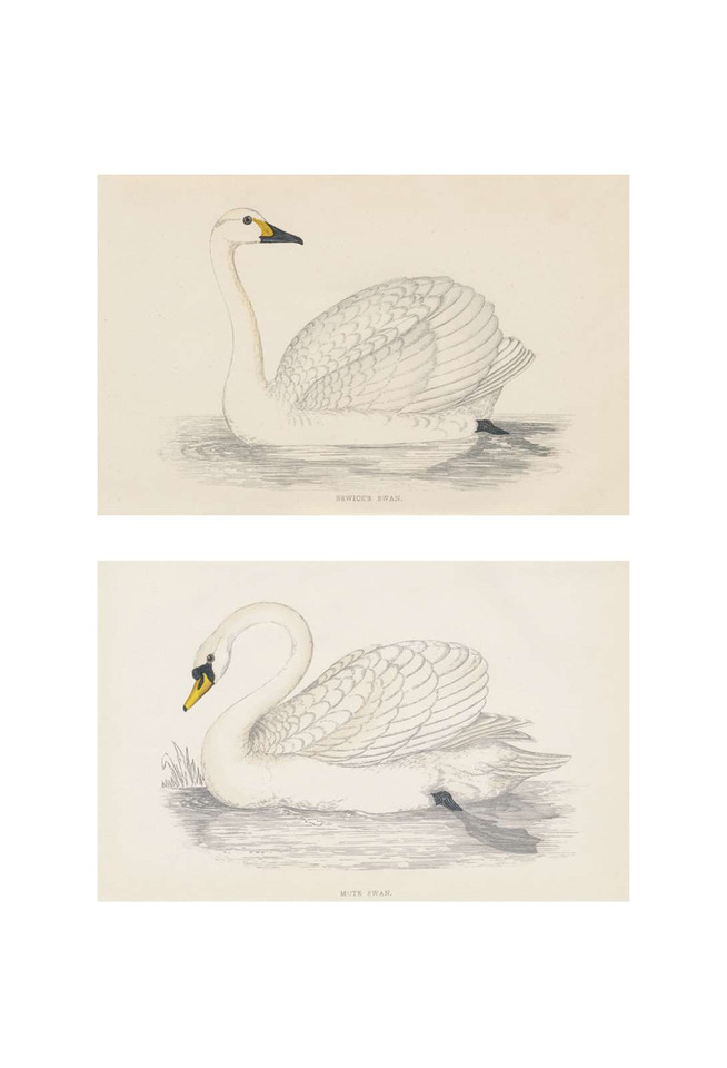 Swans | The Mural Source by Paul Montgomery