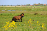 Routine Care of Pony Horses