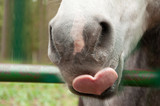 How to Handle Seasonal Allergies that Affect Your Horse How to Handle Seasonal Allergies that Affect Your Horse