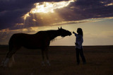 Training Your Horse To Deal With Spooky Situations