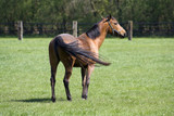 Understanding Why Horses Behave the Way They Do