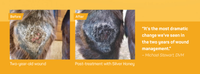 Before and After use of Silver Honey Rapid Wound Repair