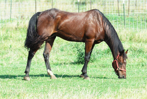 Equine Insulin Resistance