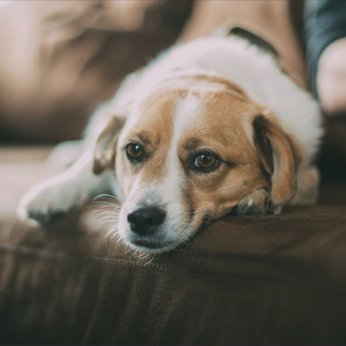 Does your dog suffer from anxiety?