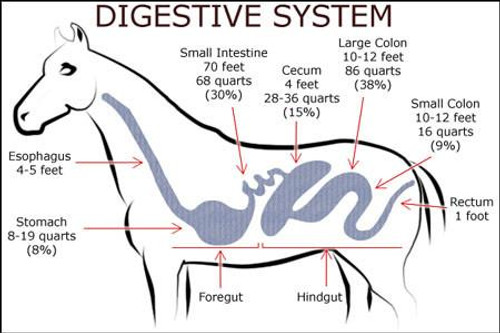 Can probiotics help my horse?