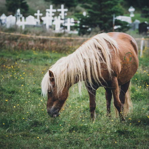 Nutrition and the senior horse