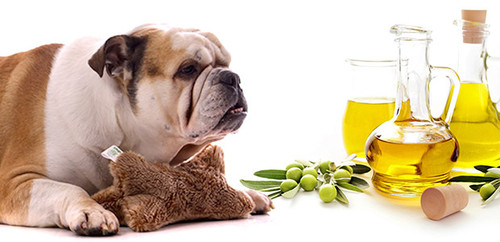 Neem Oil: Part II - Is it safe for my pet?