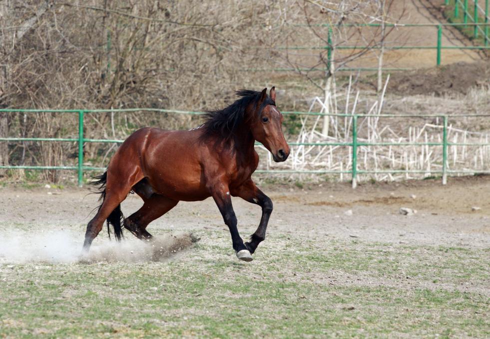 horse footfall of pace