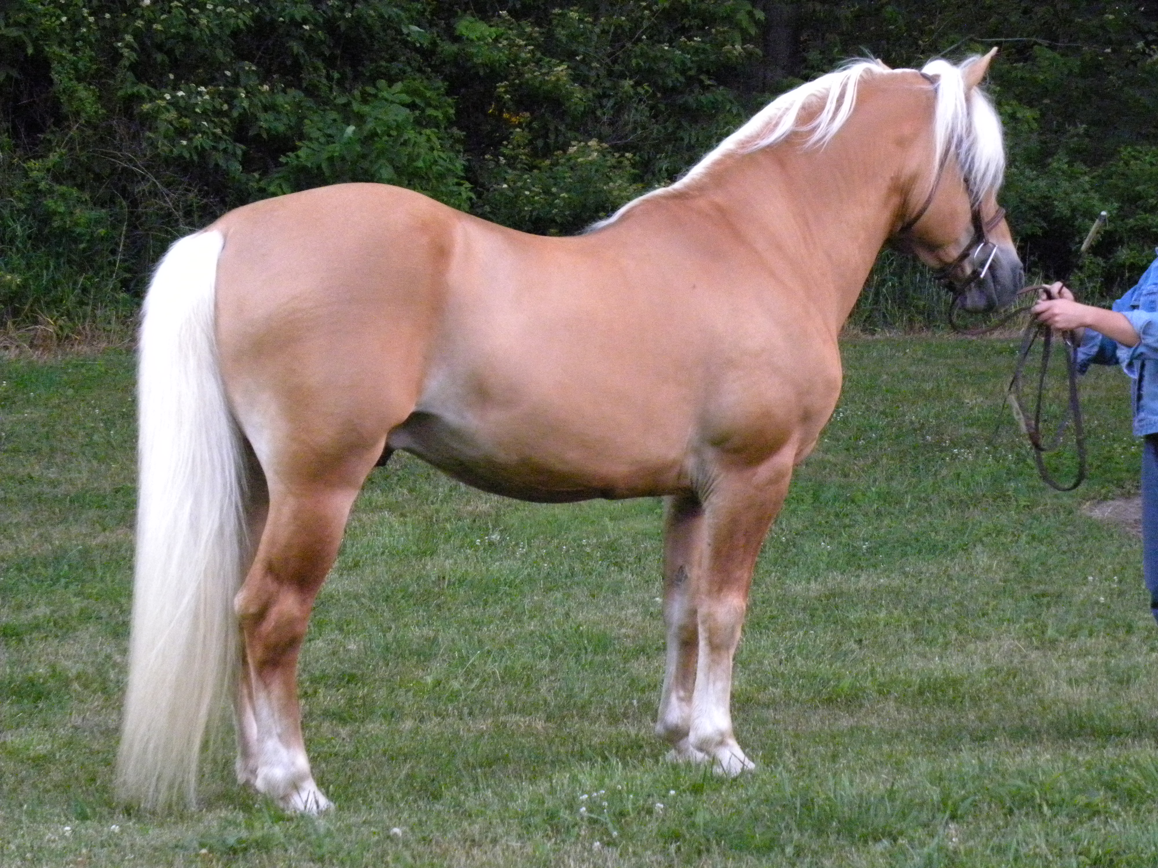 Horse Tail Care Tips LV Performance