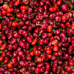 Fresh Cherries M The Iowa Quilt Block