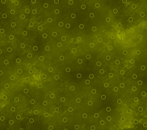 Jewel - Olive Bubble Jewel - Olive Bubble