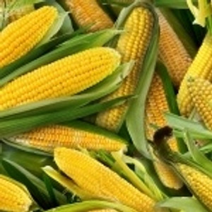 yellow sweet corn
