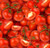 Food Festival 436 Red Tomatoes