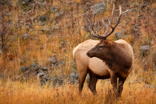 "Where is she?"- 24" x 18" x 1.50" Photographic Canvas (Image and Print ©SternHatcher)