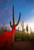 "Repose of Spirit- Saguaro National Park"- 24" x 18" x 1.50" Photographic Canvas (Image and Print ©SternHatcher)