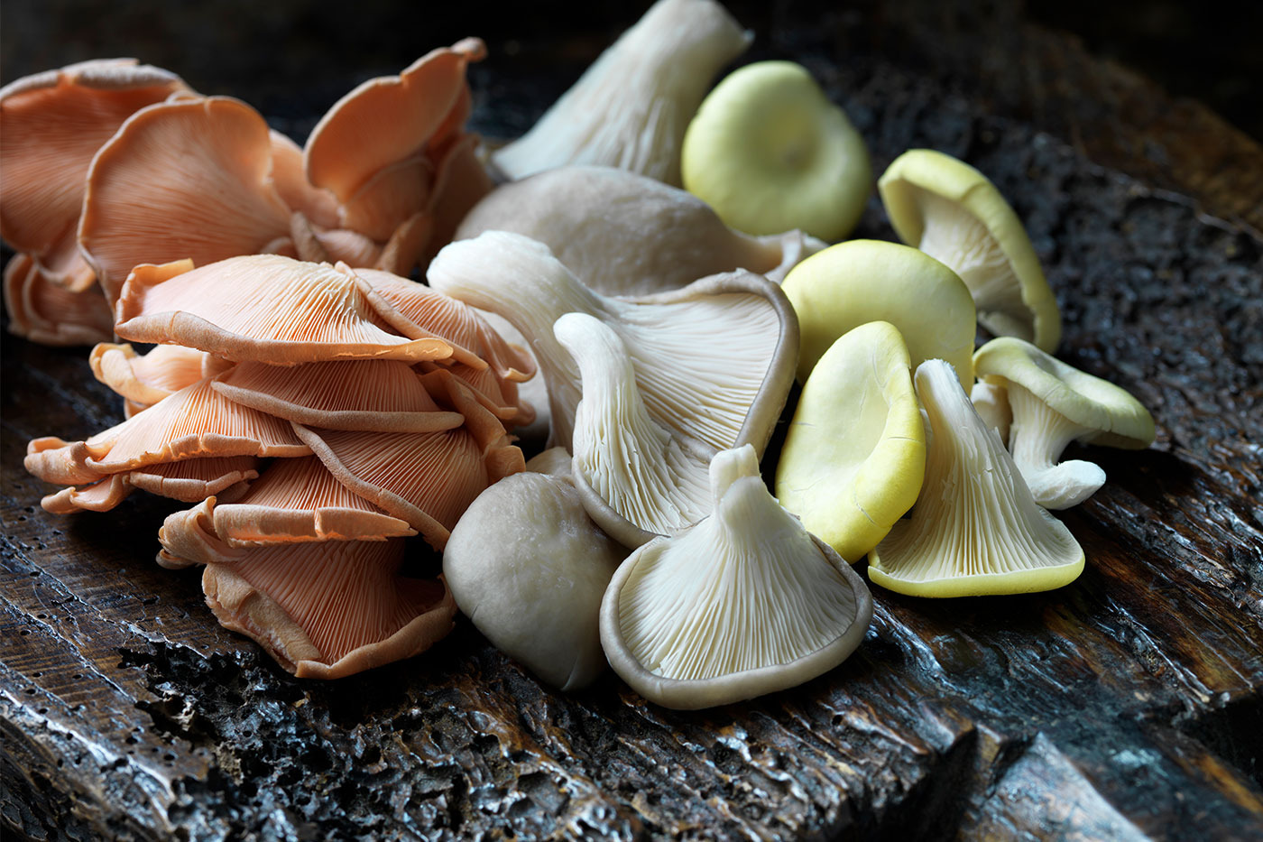 Benefits of Using Adaptogenic Superfood Mushrooms