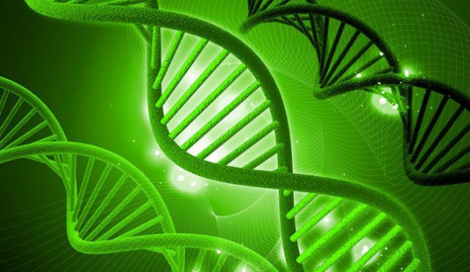 hemp can repair dna ergogenics nutrition