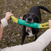 Ruffwear Pacific Loop in Aurora Teal, showing dog playing with toy