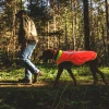 Dog walking through woods in a Blaze Orange hi-vis vest, reflective panels catching the light