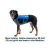 Ruffwear Trail Runner Running Vest in Blue Pool for Comfortable Canine Running Size MEdium shown on Dog