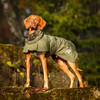 Rukka Sky Raincoat on Hungarian Vizsla - Perfect Rainy Day Gear for Active Dogs