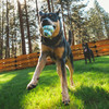 Dog Catching Ruffwear Toadstool Dog Toy – Durable treat-dispensing toy for dogs.