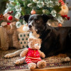 Cupid & Comet Buddy Bear Christmas plush dog toy shown with dog next to christmas tree