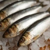 Dougie's Whole Herring, 1kg bag of frozen whole raw herring for dogs