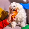 Small dog chewing a sweet potato slice