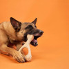 Shepherd dog chewing a large wishbone chew on an orange background