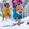 Two dogs walking in the snow wearing Hurtta Weekend Warrior Boots
