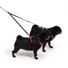 Ezydog soft touch coupler shown with 2 dogs walking
