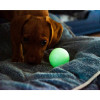 Chuckit Max Glow Ball in size medium single ball shown with dog
