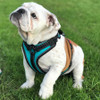 Rukka Solid Harness in Turquoise, shown on English Bulldog from front