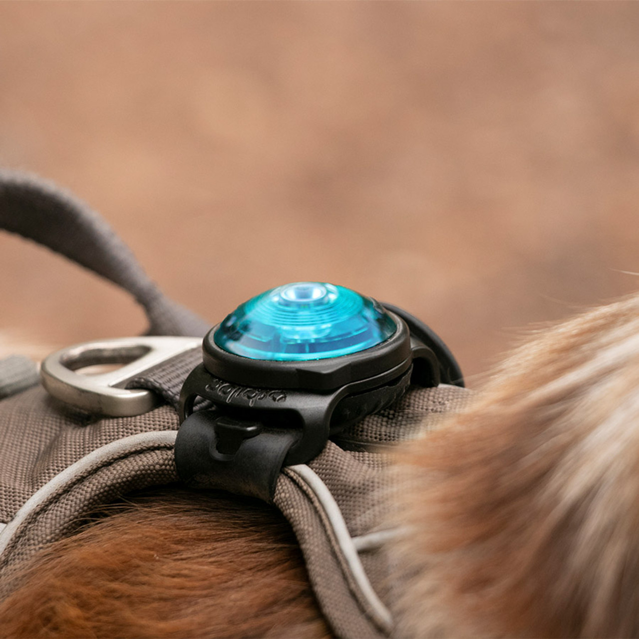 Orbiloc Dog Dual Safety Light K9active