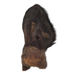 Anco Naturals Hairy Cow Ears, showing a single