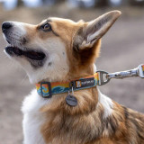 Ruffwear Crag Collar, shown on a dog