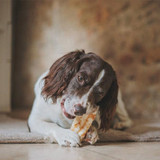 Earth Animal Peanut Butter No-Hide Chew, showing a dog eating the chew