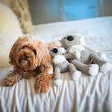 Dog with both sizes of Fabdog Floppy Koala
