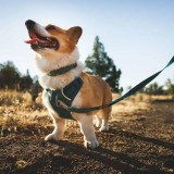 Ruffwear Front Range Flex Dog Leash engineered knit webbing lead with dog