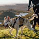 Ruffwear Ridgeline harness high performance dog harness with X-Pac shell on dog
