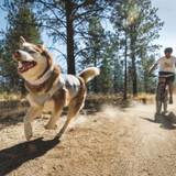 Ruffwear Swamp Cooler Zip Dog Cooling Vest – lightweight, form-fitting cooling vest for active dogs.