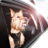 EzyDog Drive Car Harness, shown on a dog in a car