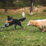 Ruffwear Gnawt-a-Stick Dog Toy – durable, buoyant fetch toy for dogs.