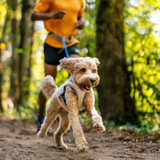 Ruffwear Swamp Cooler Dog Cooling Vest – evaporative cooling vest with maximum coverage and harness compatibility.